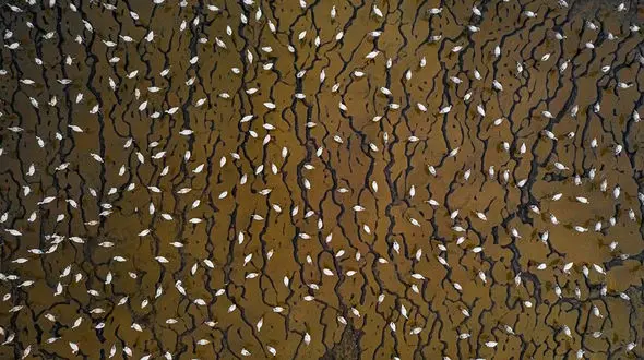 حدس می زنید این تصویر چیست؟