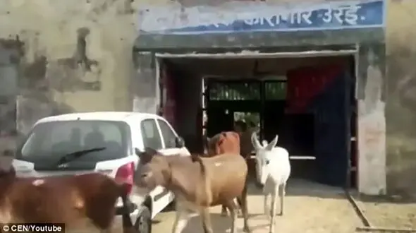 8 خر با حکم دادگاه زندانی شدند +  عکس های عجیب