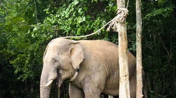 قدردانی یک فیل از یک دامپزشک !