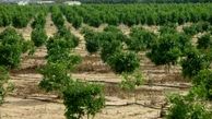 بیش از سه هزار هکتار شبکه آبیاری اراضی کشاورزی کردستان به بهره‌برداری می‌رسد