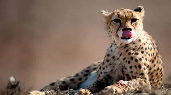 ساعت مرگ یوز آسیایی در ایران به صدا درآمد / یوزپلنگ برنامه حفاظت نمی‌خواهد؛ یوز ایرانی برنامه نجات اضطراری می‌خواهد!