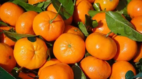 میوه‌ ای که جلوی شکستگی استخوان رو با لگد می‌ گیره!
