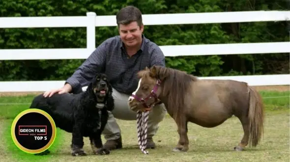 فیلم/ کوچک ترین اسب ها جهان؛ این اسب با 43 سانتی متر ریزترین اسب جهان است 