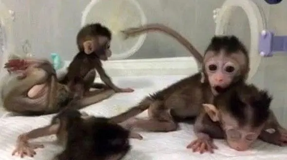 میمون های شبیه سازی شده برای آزمایش درمان بیماری ها متولد شدند