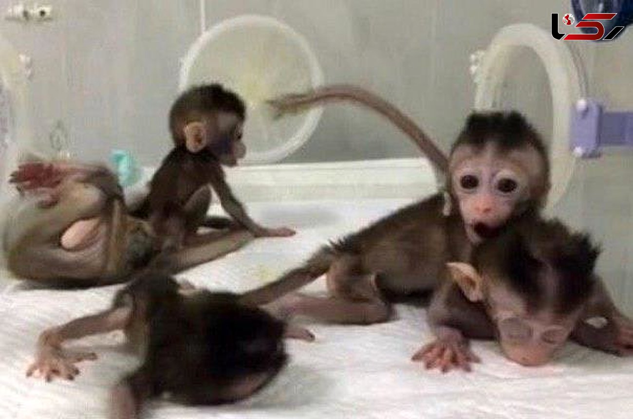 میمون های شبیه سازی شده برای آزمایش درمان بیماری ها متولد شدند