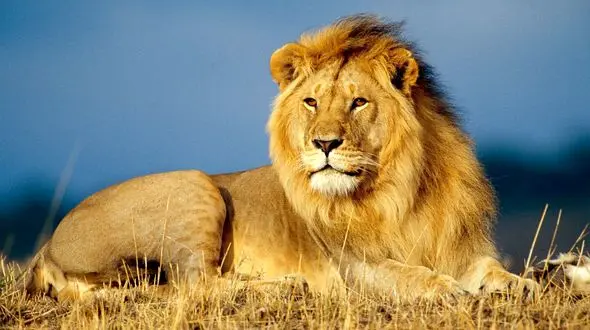 یال سمبل اقتدار و قدرت در دنیای حیوانات