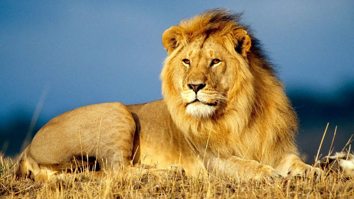 یال سمبل اقتدار و قدرت در دنیای حیوانات