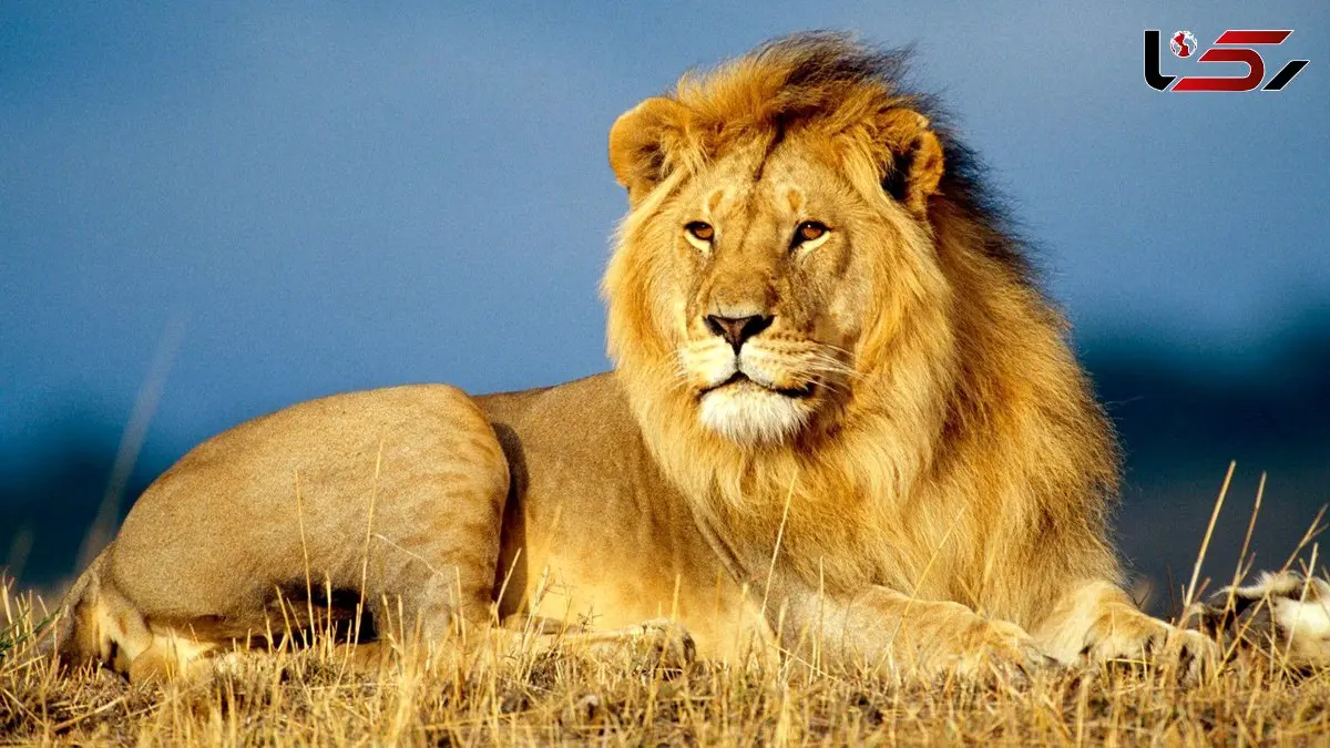 یال سمبل اقتدار و قدرت در دنیای حیوانات