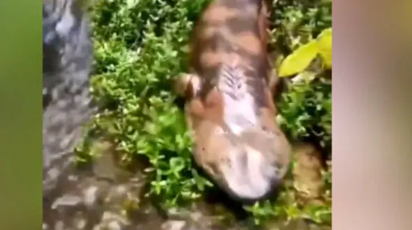 شکار سمندر غول پیکر توسط دوربین + فیلم 