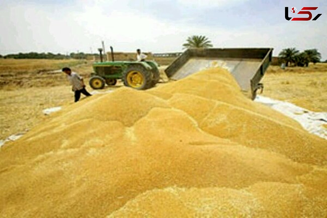فائو: تولید گندم ایران ۲۵ درصد بیش از میانگین ۵ سال اخیر می‌شود