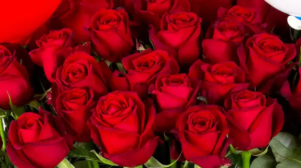 راز جاودانگی گل رز؛ چگونه ملکه گل ها به نماد عشق بدل شد؟