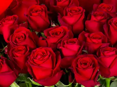 راز جاودانگی گل رز؛ چگونه ملکه گل ها به نماد عشق بدل شد؟