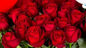 راز جاودانگی گل رز؛ چگونه ملکه گل ها به نماد عشق بدل شد؟