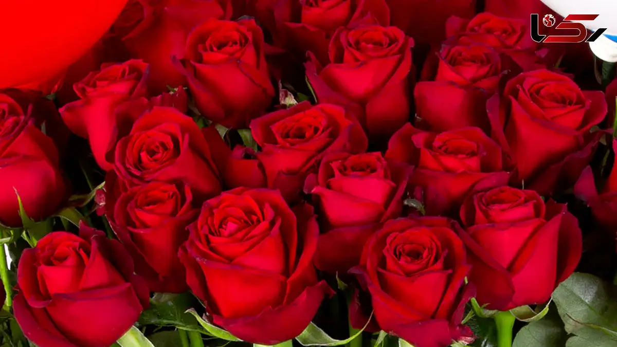 راز جاودانگی گل رز؛ چگونه ملکه گل ها به نماد عشق بدل شد؟