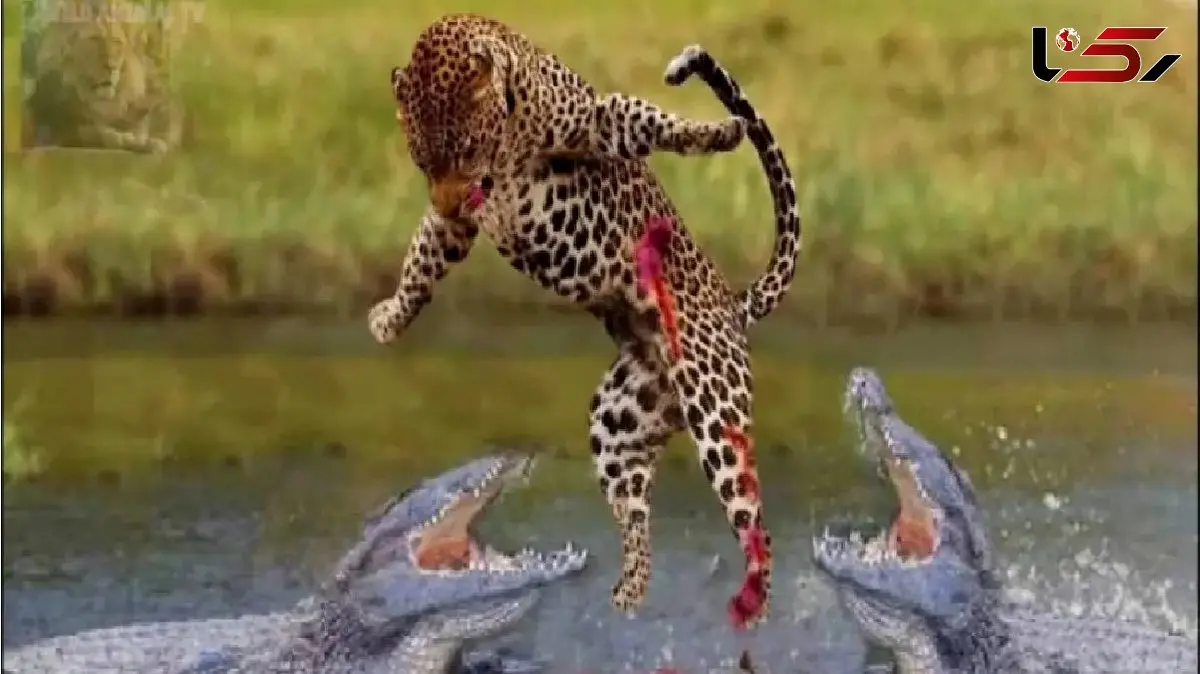 فیلم مستند حیات‌وحش / استراتژی مرگ؛ زهر جگوار علیه غول کروکدیل 