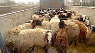 بازداشت چوپان دروغگو در  زنجان / او ناپدید شدن گوسفندان را گردن گرگ انداخته بود !