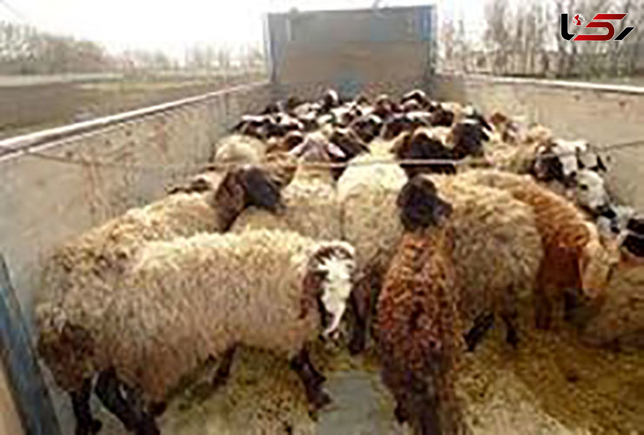 بازداشت چوپان دروغگو در  زنجان / او ناپدید شدن گوسفندان را گردن گرگ انداخته بود !