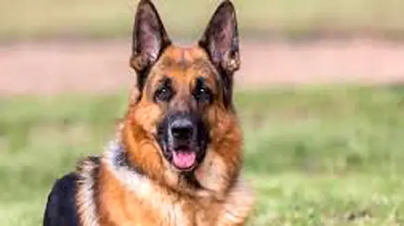 ببینید / ویدیویی بسیار احساسی از ابراز علاقه یک سگ به صاحبش که زیر آوار زلزله مرد + فیلم احساسی