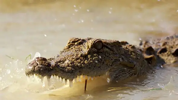 وحشت از گاندوها در سیل سیستان و بلوچستان