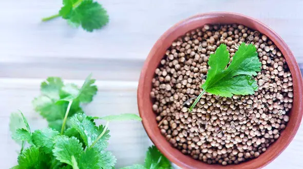 نقش موثر تخم گشنیز در سلامت دیابتی ها 