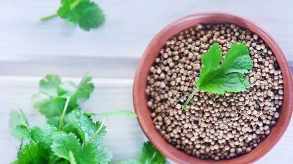 نقش موثر تخم گشنیز در سلامت دیابتی ها 