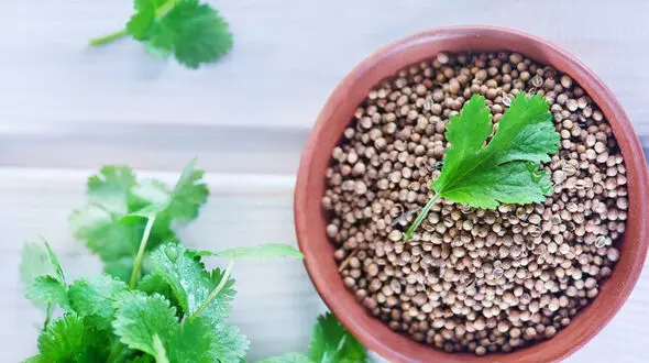 نقش موثر تخم گشنیز در سلامت دیابتی ها 