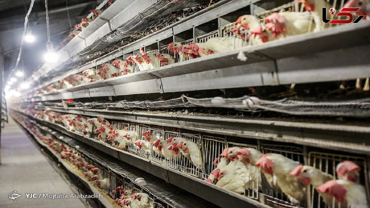 عرضه مرغ با نرخ بالای 30 هزار تومان بی‌انصافی است