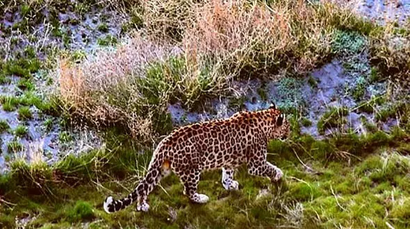 ردپای پلنگ ایرانی در ارومیه