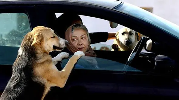 بازار سگ‌های اشرافی در تهران ! / جمعه بازار سگ ها مشکل جدید تهران