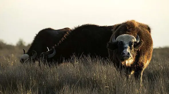 سرقت‌ سریالی گاومیش‌ها در بهشهر / پلیس وارد عمل شد