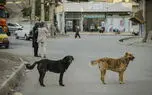 اگر عاشق سگ های بلاصاحب هستید، در خانه خودتان به آنها غذا دهید / علاقه به سگ ها حق هر فرد است؛ اما نباید جایگزین نظر کارشناسی شود
