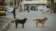 اگر عاشق سگ های بلاصاحب هستید، در خانه خودتان به آنها غذا دهید / علاقه به سگ ها حق هر فرد است؛ اما نباید جایگزین نظر کارشناسی شود
