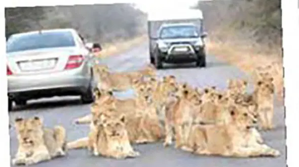 شیرها جاده را بستند