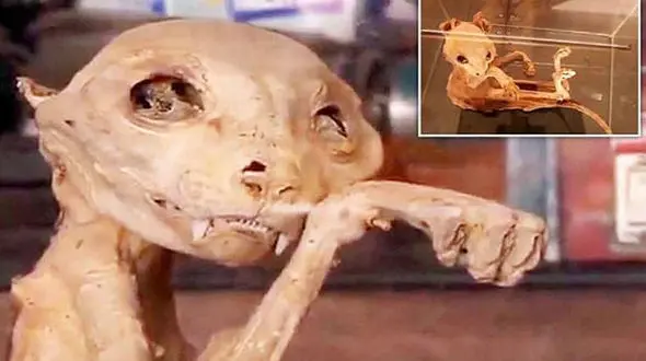 گربه فرعون در ترکیه پیدا شد