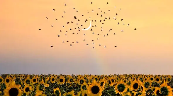 موسیقی گوش کنیم و زیبایی ببینیم