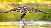 شکار زیبای عقاب از دریا + عکس