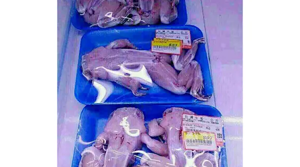 فروش گوشت قورباغه در یکی از مغازه های شمال تهران +عکس