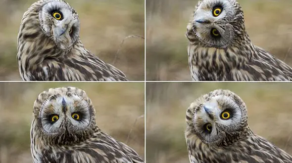 شیرین‌کاری جغد برای عکاس حیات‌وحش + عکس