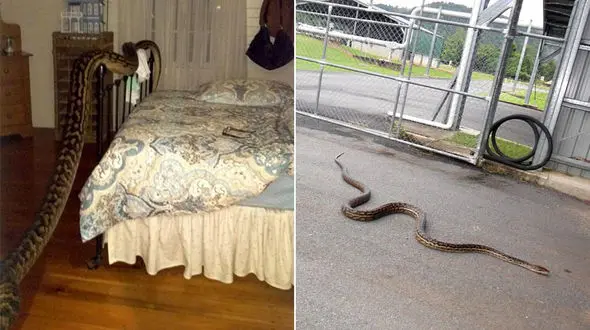 شب بخیر مارغول پیکر به زن جوان در تخت خوابش+ فیلم و عکس