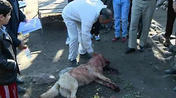 جزئیات مرگ گرگ هار در حمله به روستایی ها