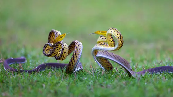 جدال دیدنی مارهای هندی + عکس