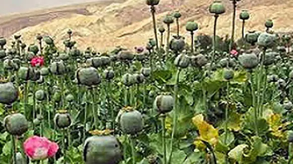 کشف یک هزار بوته خشخاش در یکی از روستاهای گرگان