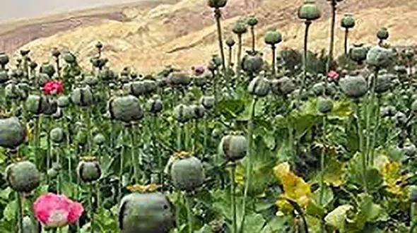 کشف یک هزار بوته خشخاش در یکی از روستاهای گرگان