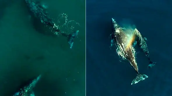 رقص تانگوی دریایی نهنگ و دلفین + فیلم و عکس