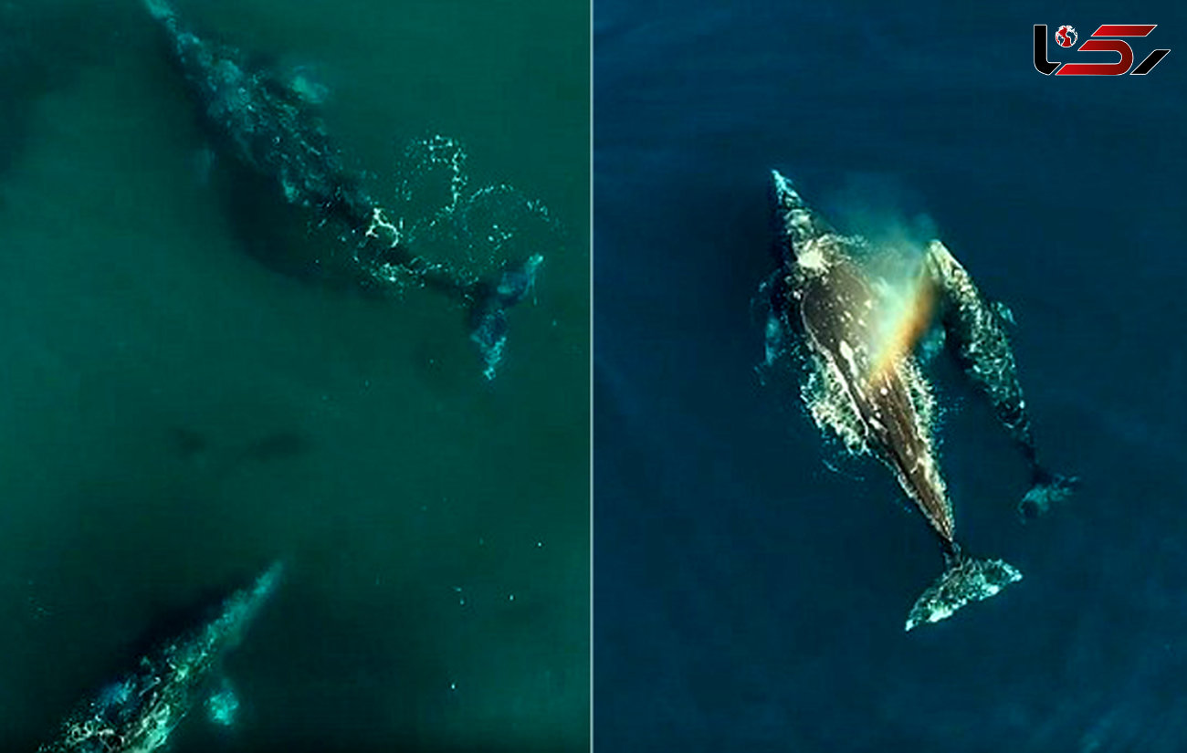 رقص تانگوی دریایی نهنگ و دلفین + فیلم و عکس