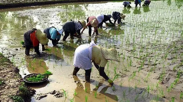 نقل و انتقال اراضی کشاورزی