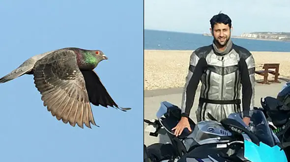 کبوتری که جان پدر دو کودک را گرفت+عکس