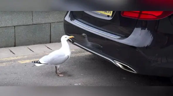 وقتی مرغ دریایی معشوقه اش را در آینه پیدا کرد + فیلم / این فیلم 600 هزار بار توسط کاربران دنیا دیده شده است