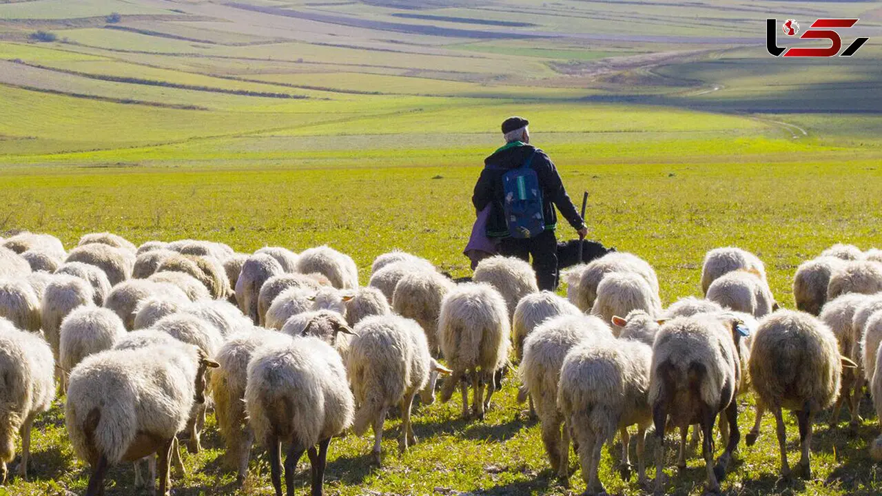 مرزبانان ترکمنستانی چوپان 41 ساله ایرانی را کشتند + جزئیات