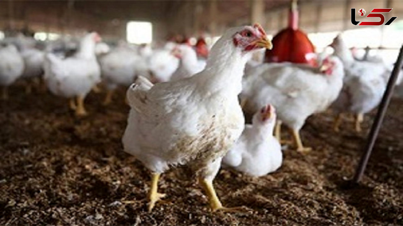کشف بیش از 7 هزار کیلو مرغ قاچاق در ملکشاهی